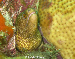 the image is of a small moray eel that I found by the sid... by Lynda Stacey 